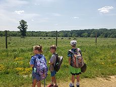 Our neighbors, the bison of Dakota County