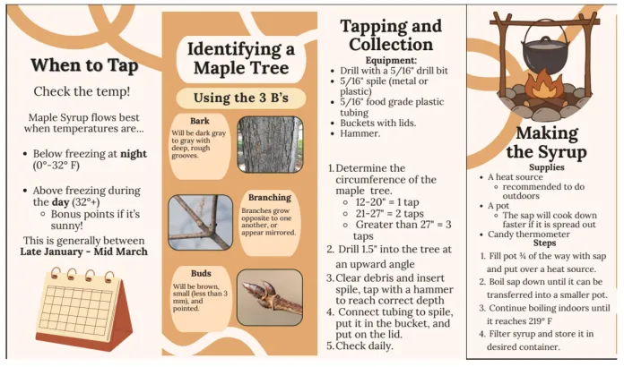 Diagram of the maple syrup creation process